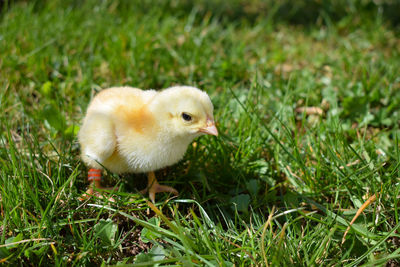 Close-up of a bird on field