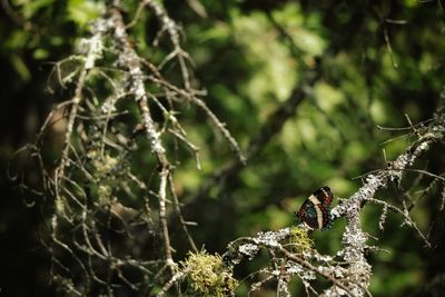 Close-up of insect on tree