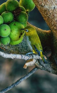 Close-up of fruit with oriental white eye bird on tree