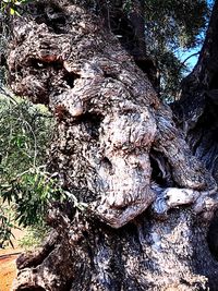 Close-up of lizard on tree trunk in forest