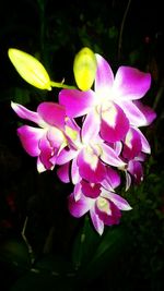 Close-up of pink flowers