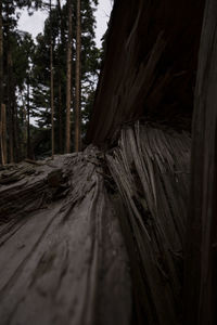 Close-up of tree trunk in forest