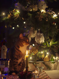 Illuminated christmas tree at night