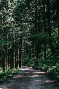 Trees in forest