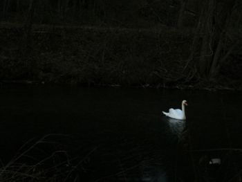 Swan swimming in lake at night