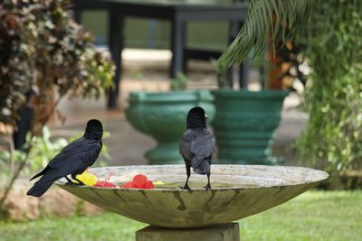 Black bird perching on a plant