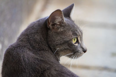 Close-up of a cat looking away
