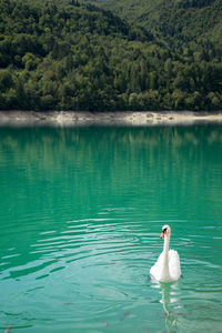 Swan swimming in lake