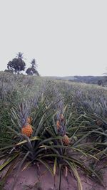 Plants growing on field against sky