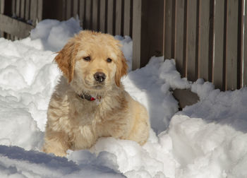 Portrait of a dog on snow