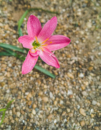 High angle view of pink flower