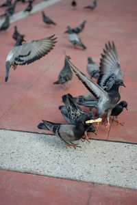 Pigeons flying over the wall