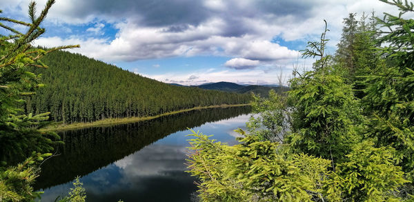 Scenic view of tree by lake against sky