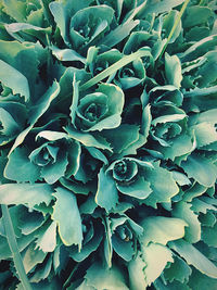Full frame shot of succulent plant