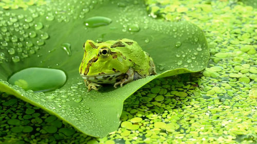 Close-up of insect on leaf