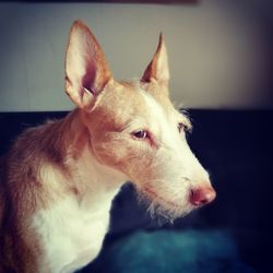 Close-up of dog