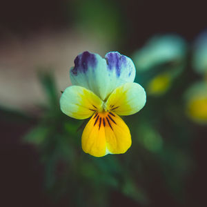 Close-up of yellow flowering plant