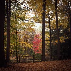 Trees in forest during autumn