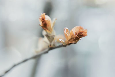 Close-up of flower plant