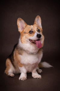 Close-up of dog against black background