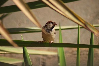 Close-up of bird perching on railing