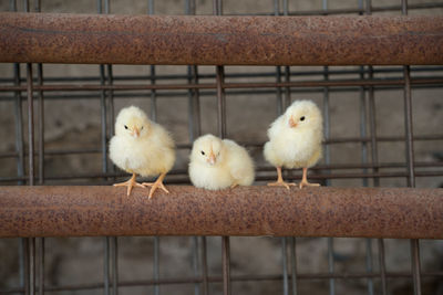 Close-up of birds in cage