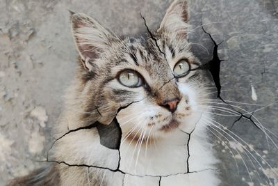Close-up portrait of a cat