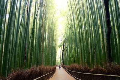 Walkway amidst trees in forest