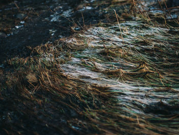 Close-up of grass in water