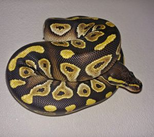 Close-up of yellow lizard against gray background
