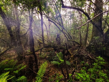 View of trees in forest