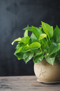 Close-up of potted plant on table