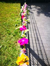 Close-up of pink flowers on footpath