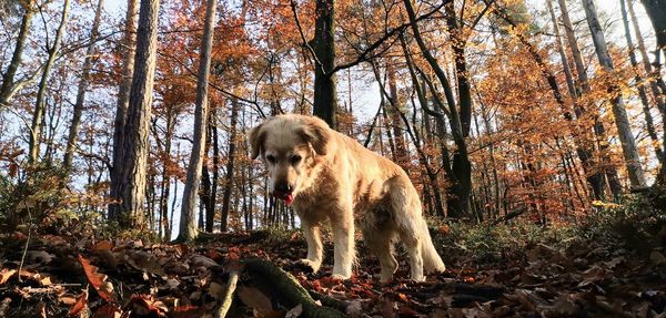 Dog standing in forest