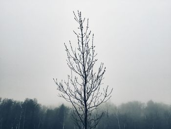 Silhouette tree against sky