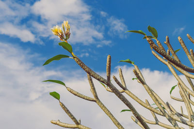 Low angle view of plant against sky