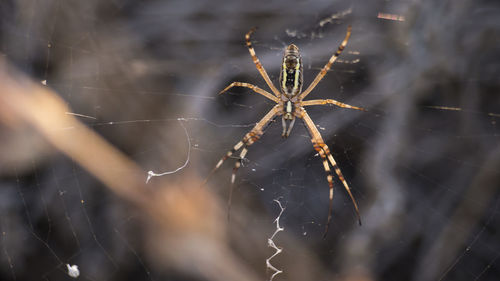 Close-up of spider on web