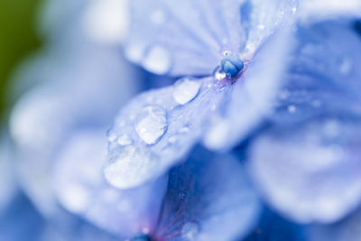 Close-up of frozen plant