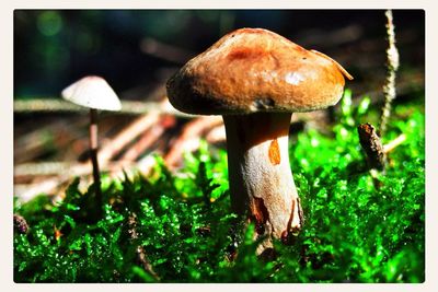 Close-up of mushroom growing on field