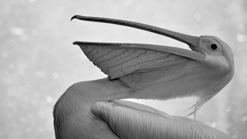 Close-up of a bird