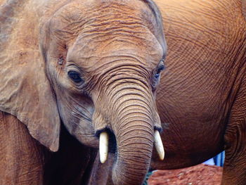 Close-up of baby  elephant