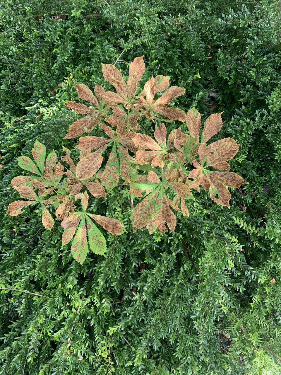 HIGH ANGLE VIEW OF PLANTS GROWING ON FIELD