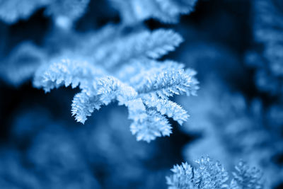 Close-up of frozen plant