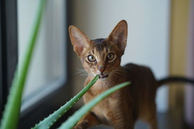 An abyssinian cat sitting on the windowsill looking into the camera and biting the aloe flower