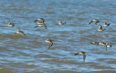 Bird flying over water
