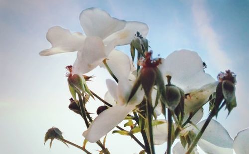 Low angle view of flowering plant against sky