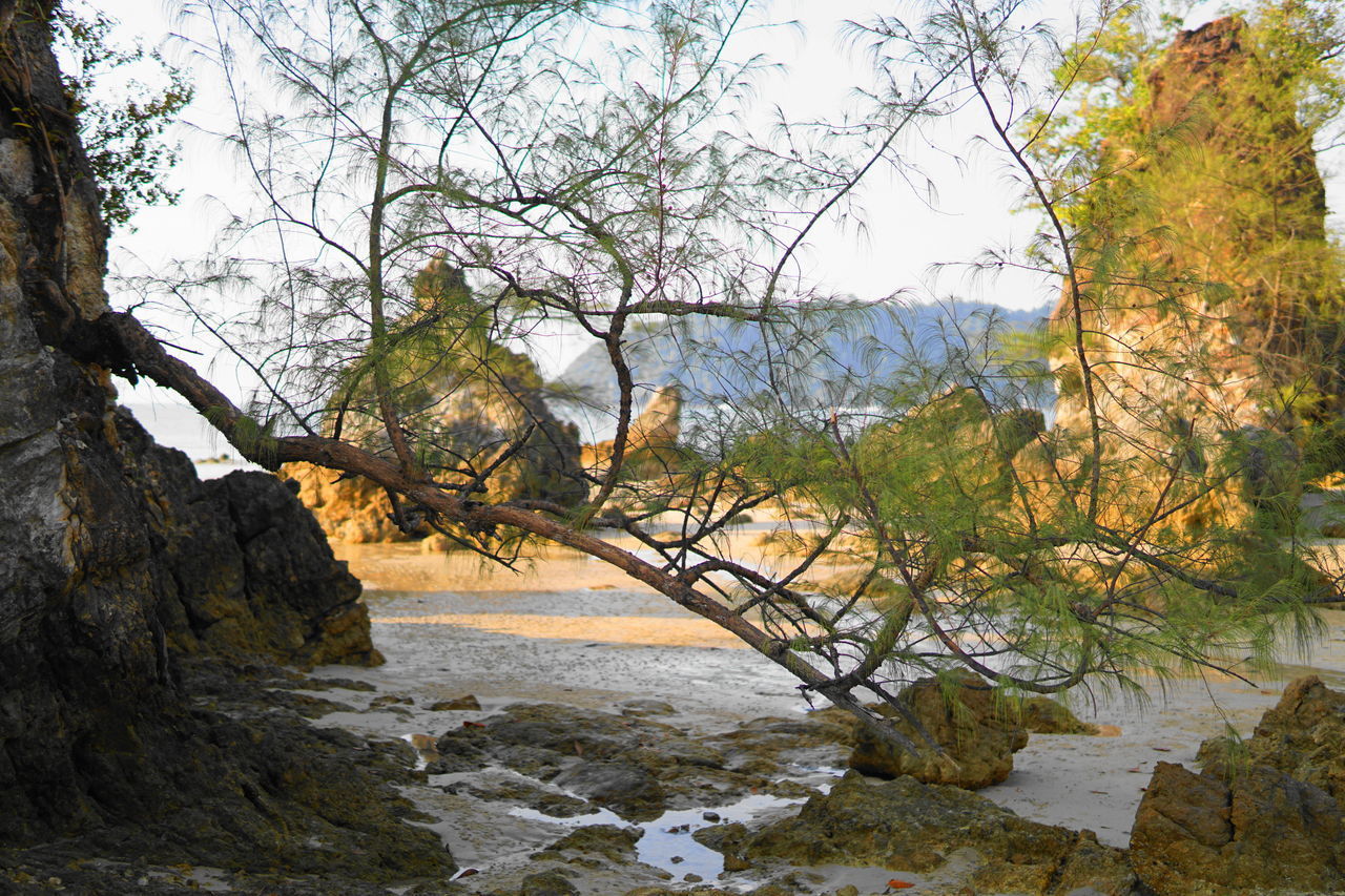 TREES GROWING ON ROCKS DURING RAINY SEASON