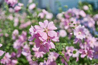 Close-up of pink flowering plant