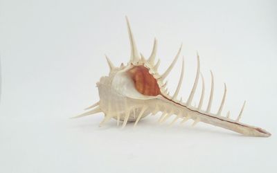 Close-up of crab over white background