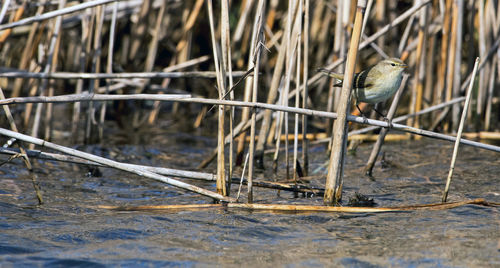 Close-up of bird on field